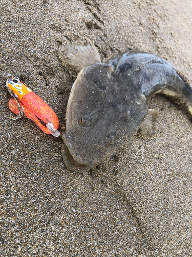 マゴチの釣果