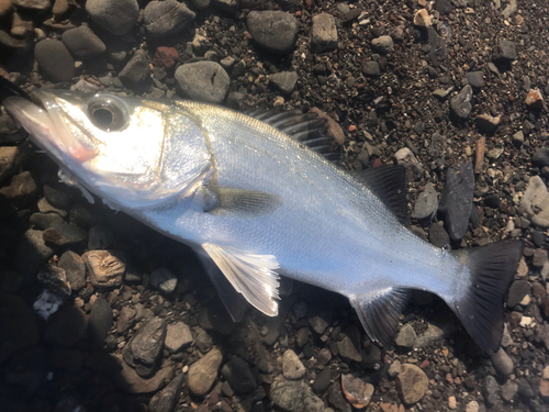 フッコ（ヒラスズキ）の釣果