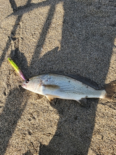 イシモチの釣果