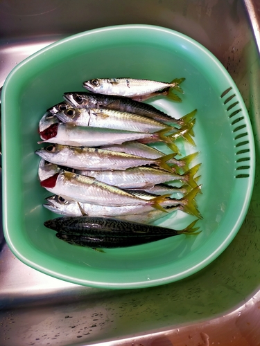 サバの釣果