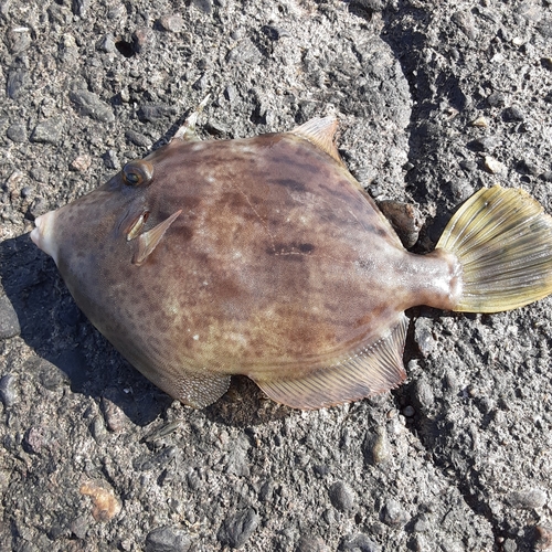 カワハギの釣果