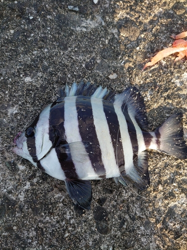 イシダイの釣果