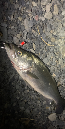 ヒラスズキの釣果