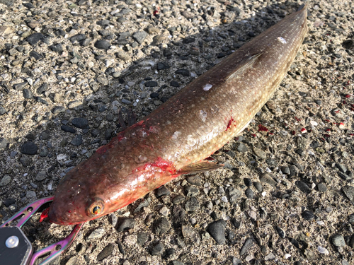 エソの釣果