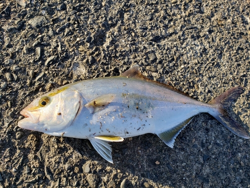 ショゴの釣果