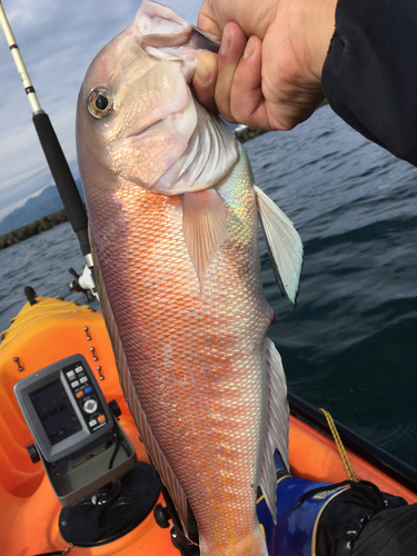 シロアマダイの釣果