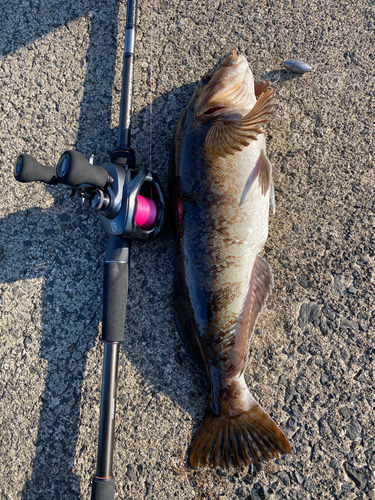 アイナメの釣果