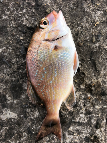 タイの釣果