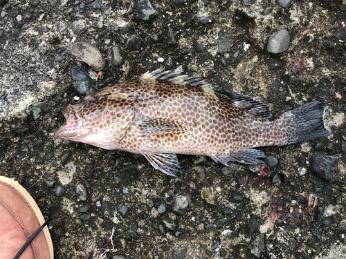 オオモンハタの釣果