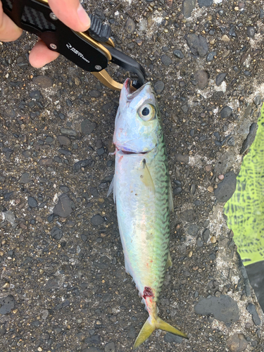 サバの釣果