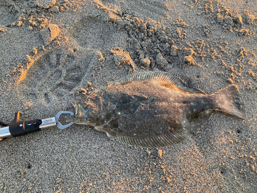 ヒラメの釣果