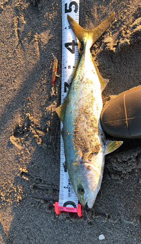 イナダの釣果