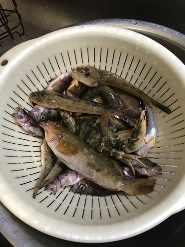 アイナメの釣果