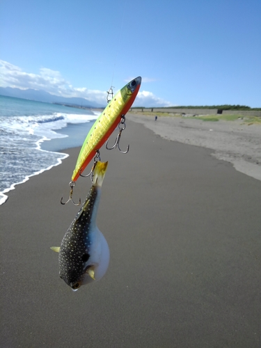 イシモチの釣果