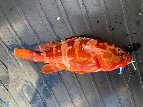 アカハタの釣果