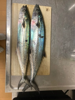 サワラの釣果