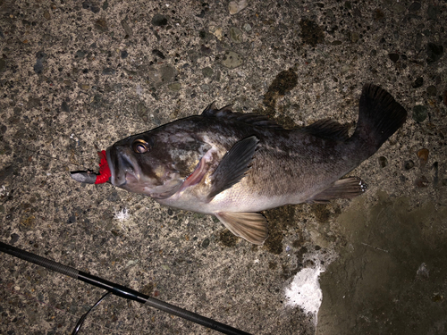 クロソイの釣果