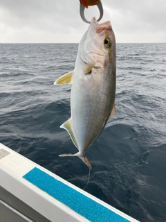 ネリゴの釣果