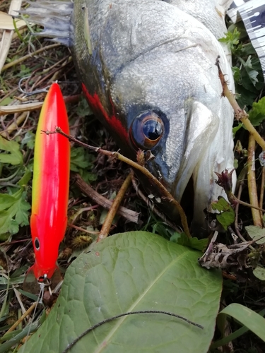 マイワシの釣果