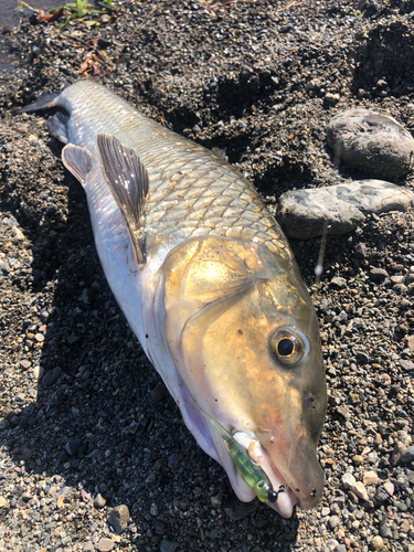 ニゴイの釣果