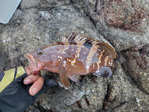 キジハタの釣果