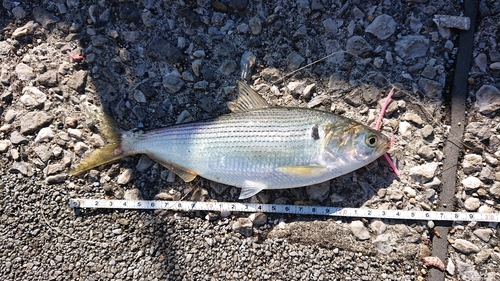 コノシロの釣果