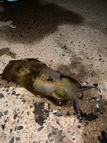 アオリイカの釣果