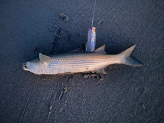 ボラの釣果