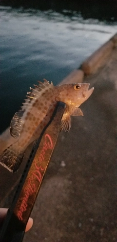 オオモンハタの釣果