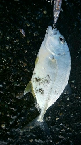 メッキの釣果