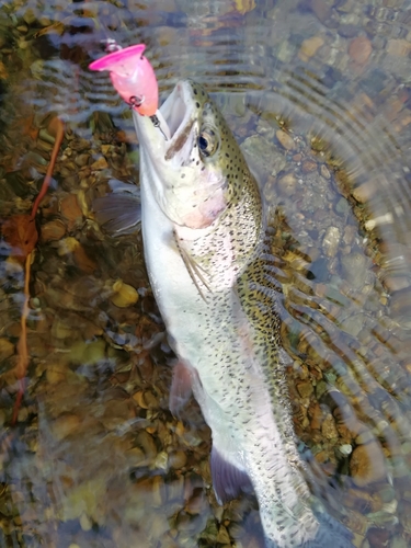 ニジマスの釣果