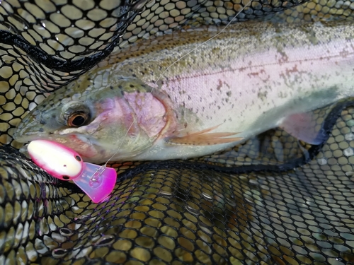 ニジマスの釣果