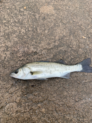 セイゴ（タイリクスズキ）の釣果