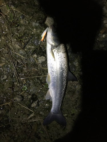 ウグイの釣果