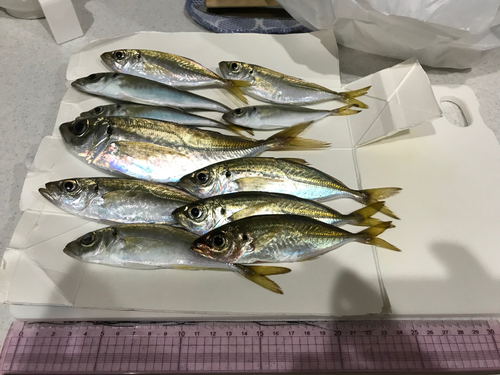 アジの釣果