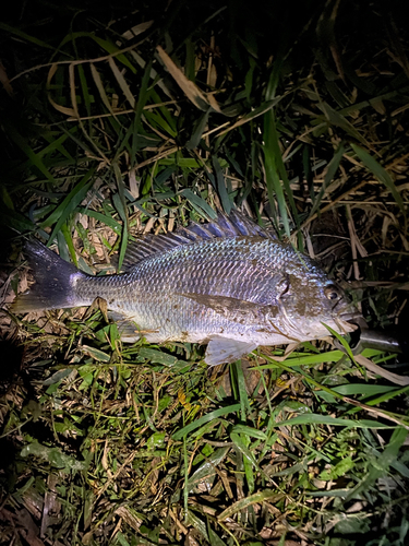 キビレの釣果