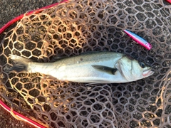 フッコ(マルスズキ)の釣果