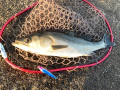 フッコ(マルスズキ)の釣果