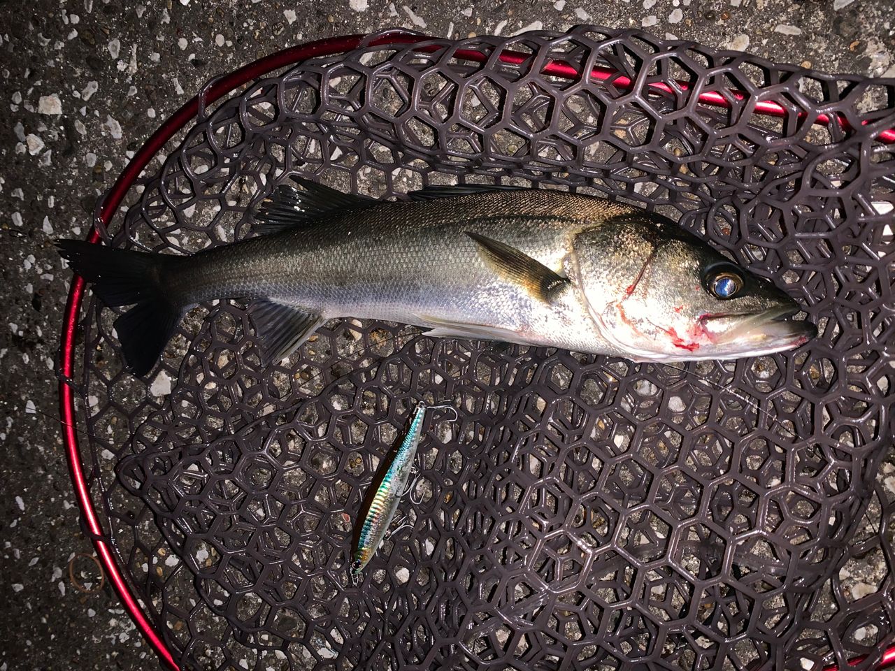 フッコ（マルスズキ）