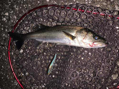 フッコ（マルスズキ）の釣果