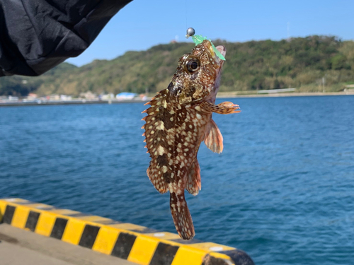 アラカブの釣果