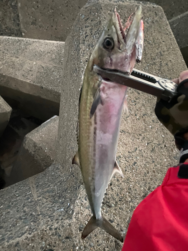 サゴシの釣果