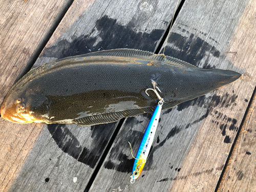 シタビラメの釣果