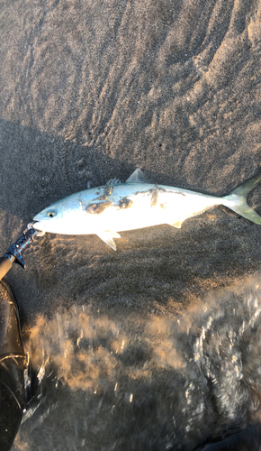 イナダの釣果