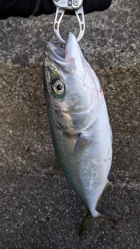 ツバスの釣果