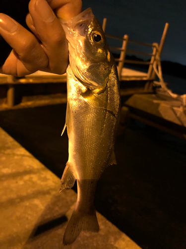 スズキの釣果