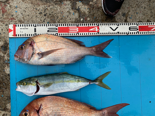 タイの釣果