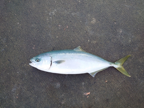 イナダの釣果