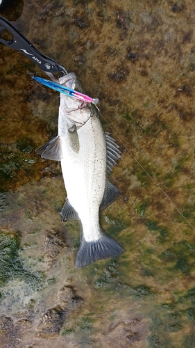 セイゴ（ヒラスズキ）の釣果