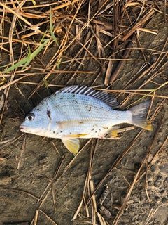 キビレの釣果